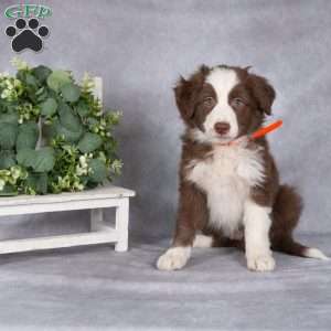 Brooke, Border Collie Puppy
